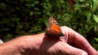 Mariposa Monarca  Nationalpark El Rosario Michoacan Mexiko  Deutsch [upl. by Trebliw]