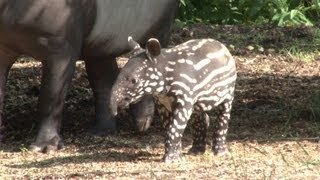 Say hello to Adi the baby tapir [upl. by Radec]