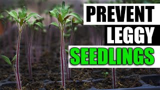 3 Ways To Prevent Leggy Seedlings  Garden Quickie Episode 124 [upl. by Royo216]