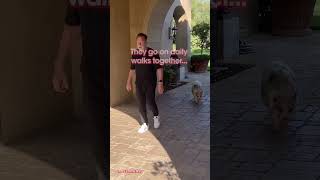 Arnold Schwarzenegger goes on a morning walk with his pet pig [upl. by Kramer]