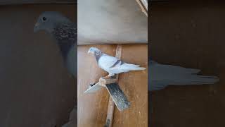 Homing pigeon hobby [upl. by Hooper]