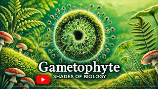 Gametophyte VS Sporophyte Part  1 l NEET l CBSE l Plant Kingdom [upl. by Anohs535]