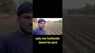 Aalu me herbicide dwai ka spre metribuzin 70 [upl. by Idelia]