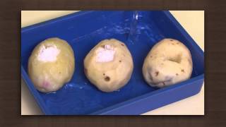 Potato experiment  Osmosis  Biology [upl. by Keavy541]