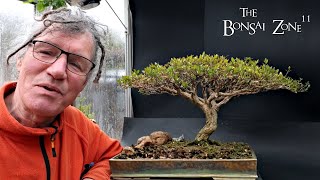 Hard Pruning My Serissa The Bonsai Zone April 2024 [upl. by Lekkim267]