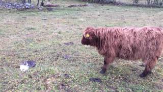 Scottish Highland Cattle In Finland Calf and a cat [upl. by Wilson]