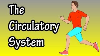 How The Circulatory System Works  Functions Of The Cardiovascular System  Path Of Blood Flow [upl. by Aicilaf]