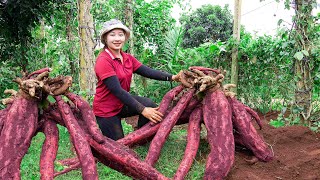 Super large cassava harvest How to make cassava starch at home Lucia daily life [upl. by Yro]