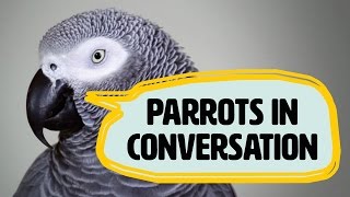 Amazing talking parrots documentary with African Greys [upl. by Yeslrahc]