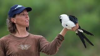 Swallowtailed Kites of Palm Beach County Florida [upl. by Aiekahs]