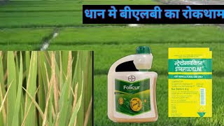 Bacterial Leaf Blight paddy धान मे बीएलबी का पहचान धान मे बीएलबी का रोकथाम folicurstreptocycline [upl. by Letty]