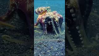 THE MYSTERIOUS LIFE OF OCTOPUSES IN 8K ULTRA HD – OCEAN’S GENIUSES  8K OCTOPUS facts [upl. by Nylicaj390]