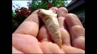 Missouri Arrowheads  Archaic Rice Lobed Bevels [upl. by Berkin]