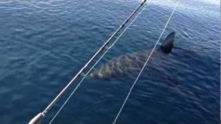 18 Ft Great White Shark Stalks Boat on video part 1 [upl. by Nylarad]