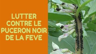 Comment lutter contre le puceron noir de la fève [upl. by Paresh]