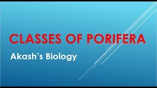 Classification of Porifera [upl. by Janice111]