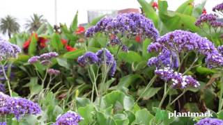 Limonium perezii Sea Lavender at Plantmark Wholesale Nurseries [upl. by Jarus906]