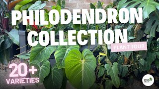 20 Species of Philodendron House Plant Collection Tour [upl. by Hurleigh]