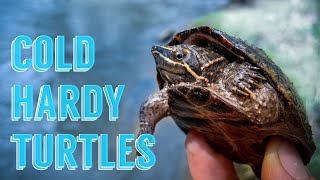 MY TOP 5 Cold Tolerant Turtle Species as Pets [upl. by Siloum]