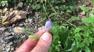 Platycodon grandiflorus Ballonblume [upl. by Llemij998]