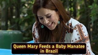 Wow Queen Mary Feeds a Baby Manatee in Brazil [upl. by Gagne269]