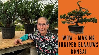 How to make Simple Bonsai from Juniper Blaauws [upl. by Elie347]