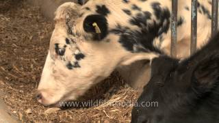 Proper feeding of cows at Adayana Dairy farm in Punjab [upl. by Mok]