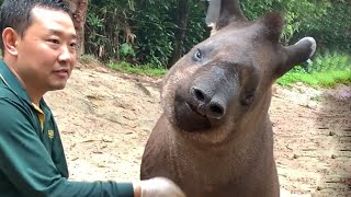 Laugh Out Loud 🤣 FUNNIEST Animals Of The Week 🤣 [upl. by Anilag458]