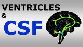 Chp16 Ventricular System and Cerebrospinal Fluid  CSF  Snells NeuroAnatomy [upl. by Akessej693]