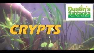 HOW TO KEEP Crypts in a planted tank Cryptocoryne spiralis Species Sundays Crypts [upl. by Fidela]