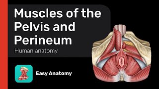 Muscles of the Pelvis and Perineum  Urogenital diaphragm  Anatomy amp Function [upl. by Anita]