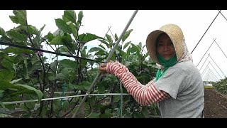 Tara Sa talongan mag Tali japan farming [upl. by Caughey268]