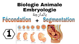 شرح بالدارجة اول درس في Biologie Animale L1 S2 embryologie للسنة اولى تخصص بيولوجيsnv lafécondation [upl. by Ahseuqram503]