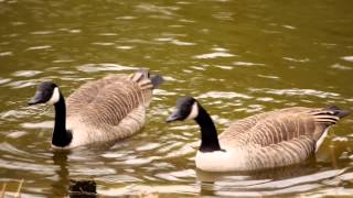 2 Canada Geese Branta canadensis  2 Kanadagänse 3 [upl. by Ythomit]