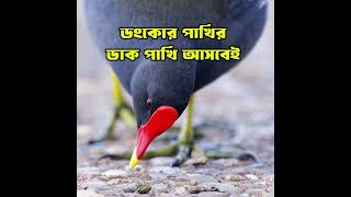 ডুংকোর পাখির সেরা ডাক  ডুংকোর পাখির ডাক  Common Moorhen Bird call Mp3 sound bast quality [upl. by Eanahc540]