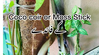 Benefits of Coco Coir or Moss StickHow to use on Plants [upl. by Ciardap285]