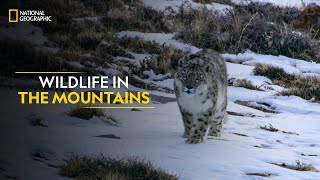 Wildlife in the Mountains  Hostile Planet  Full Episode  S1E6  National Geographic [upl. by Postman]