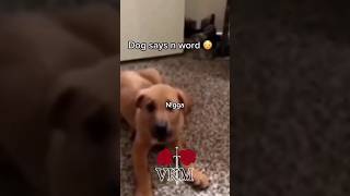 Dog says the n word 😳 [upl. by Dlorag]