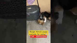 Beagle female puppy for sale  dog kennel in delhi  low price puppy [upl. by Akemaj]