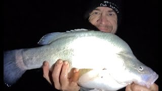 Taylors lake easy landbased Murray Cod and yellowbelly fishing Horshams best kept secret [upl. by Rebma]