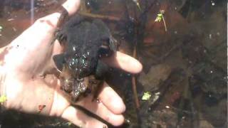 Toads singing and laying eggs [upl. by Akerboom481]