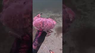 St jacque et tourteau chassesousmarine fishing fish spearfishing dentyspearfishing underwater [upl. by Hitt]