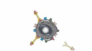 Monoclonal Antibodies Which Carry Radiotherapy or Cancer Drugs  Cancer Research UK [upl. by Catlee699]