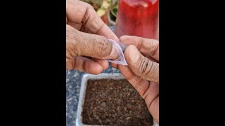 Verbena Seed Germination How To Grow Verbena From Seedviralvideo [upl. by Hcir]