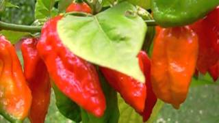 big Bhut Jolokia chili pepper plant with many fruits [upl. by Melicent939]