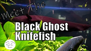 Meet the Black Ghost Knife Fish  Species Profile [upl. by Alrich]