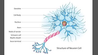 Neurons  structural neuron  Functional neuron [upl. by Oijimer]