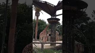 Melbourne Zoo Part 1 [upl. by Anirehs]