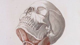 HeadampNeck Anatomy  Lec2  the skull  Dr muath alzoubi links in description 🔻 [upl. by Eseilanna]