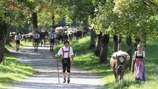 Viehscheid in Oberstdorf 2020 lange Version [upl. by Culbertson]